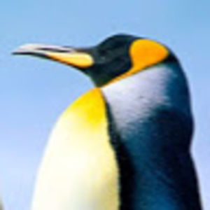 Meet your Posher, Peter